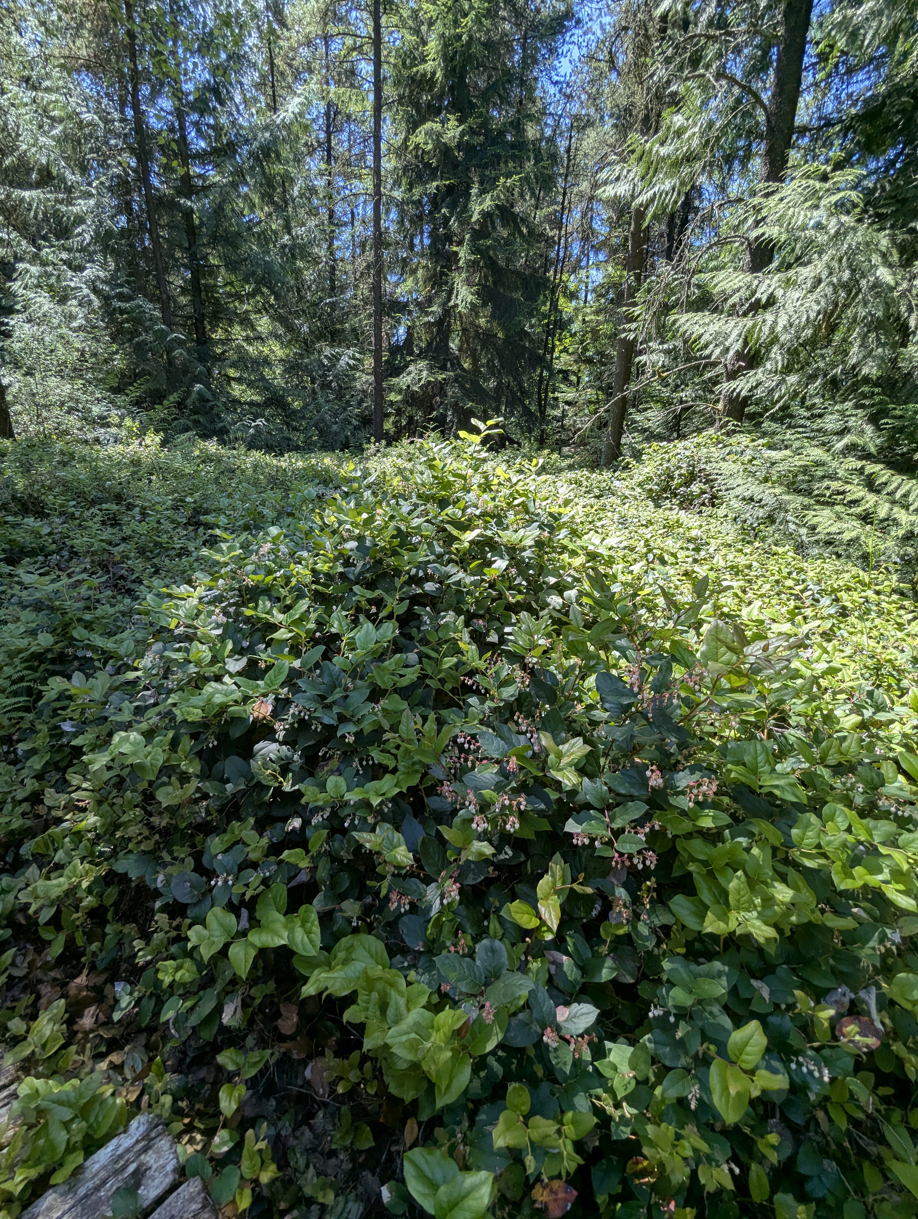 Birthday Trip to Canada, Delta, Burns Bog, Vancouver, British Columbia